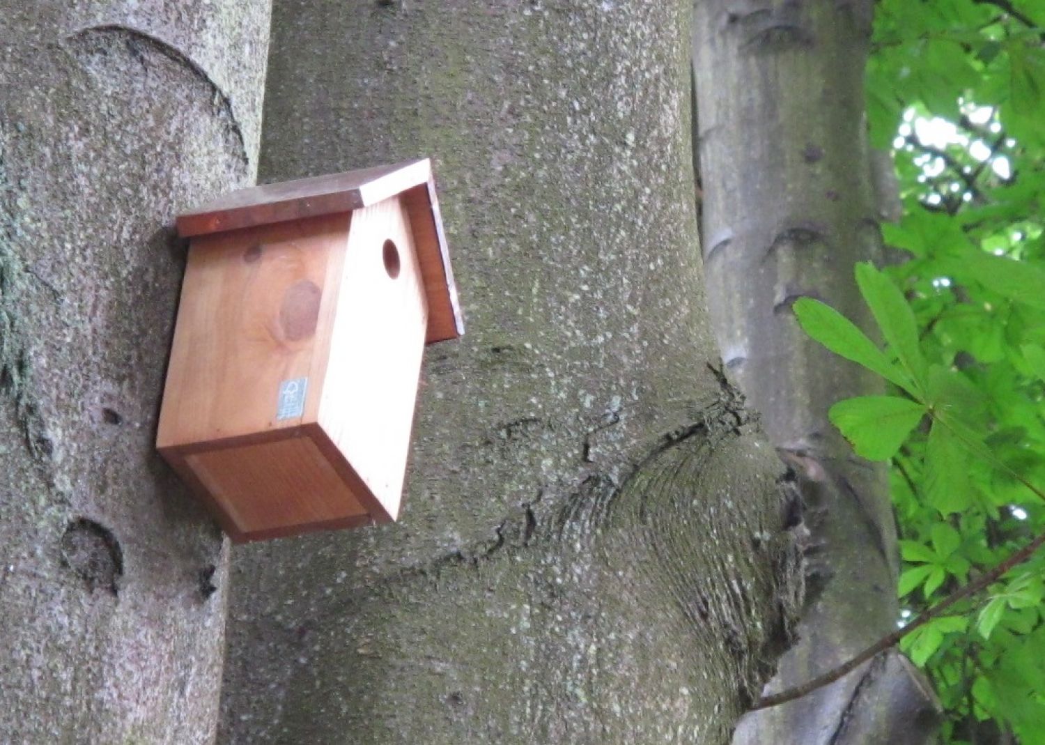 Bird box attached to a tree trunk